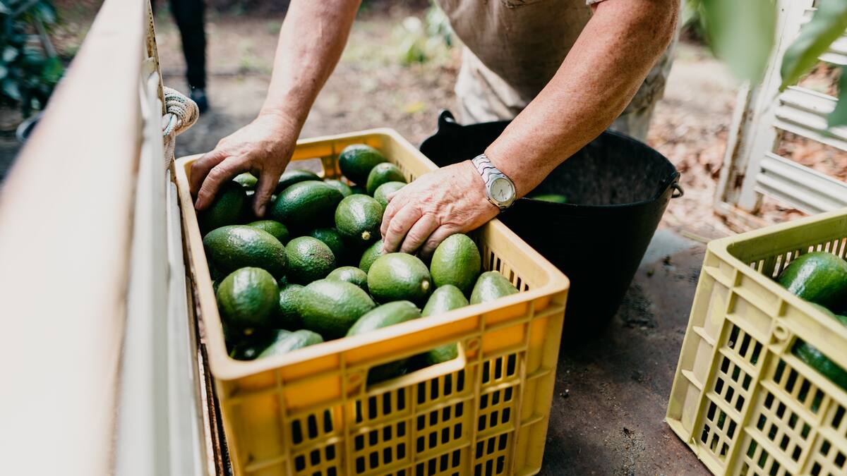Las preocupaciones de comerciantes colombianos de aguacate y plátano ante aranceles de Trump