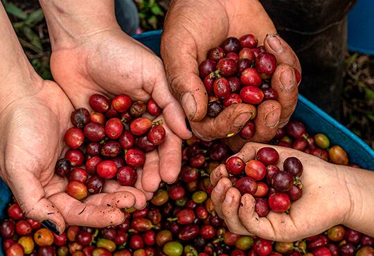 Imagen de archivo - Comité de Cafeteros de Risaralda.