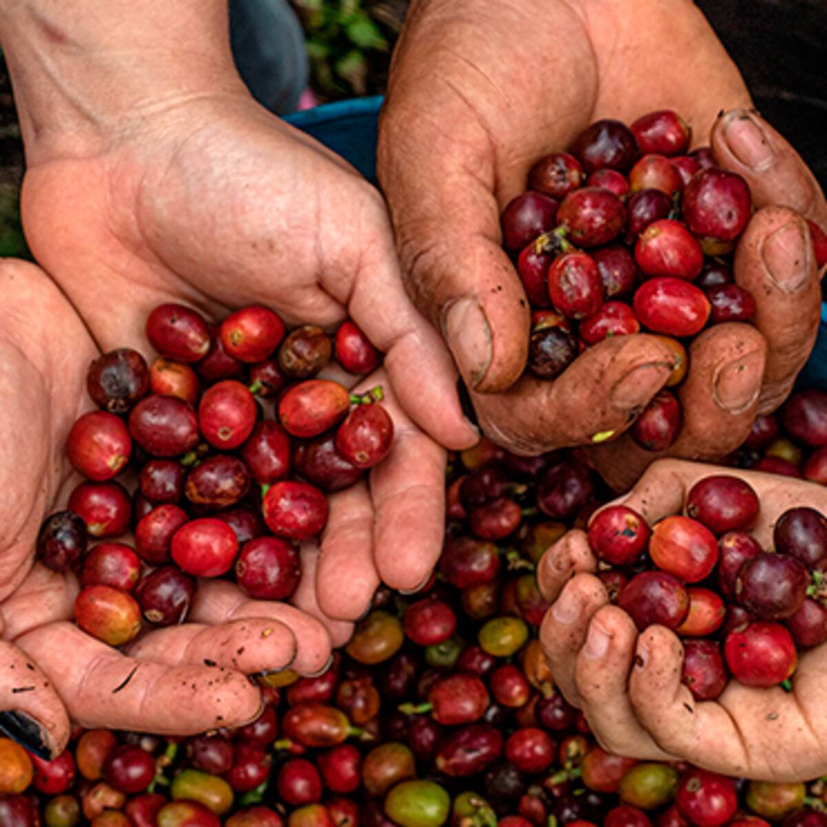 Producción de café, en caída libre durante mayo de 2023