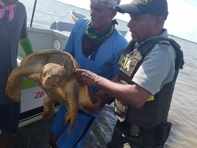 Investigan muerte de tortugas en playas de Santa Verónica. Foto: La Wcon Julio Sánchez Cristo