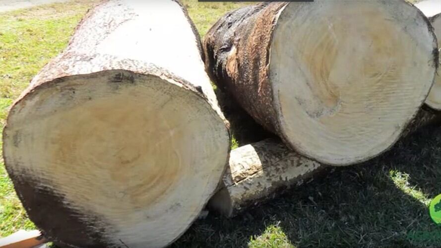 Caso de tráfico ilegal de madera en amazonas. Foto: Colprensa