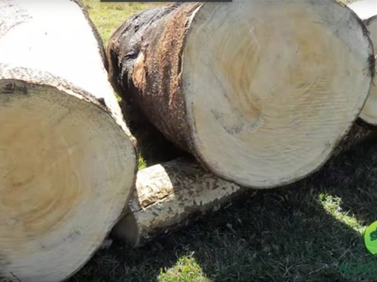 Judicializan a dos hombres por presunto transporte de madera sin permiso de Corpoamazonía