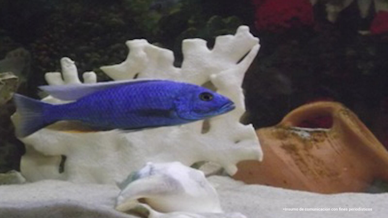 Especies marinas exóticas comercializadas/ Fiscalía