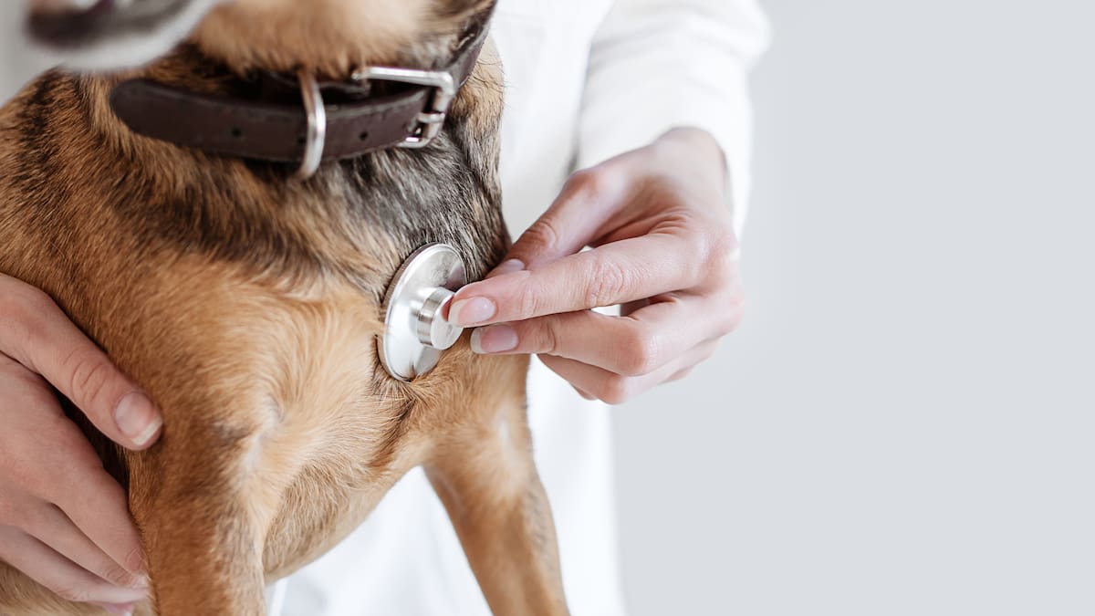 ¿Qué clínicas y guarderías para mascotas se encuentran en Engativá?