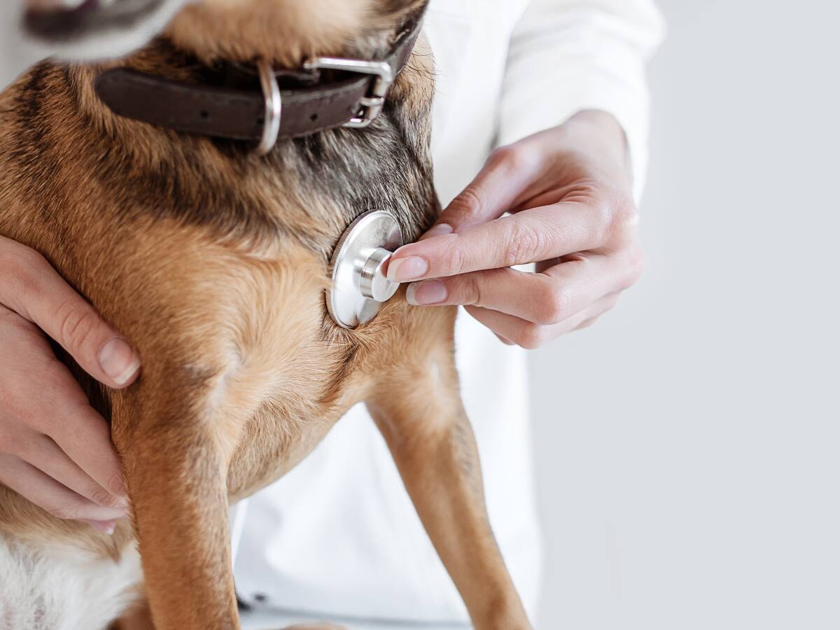 ¿Qué clínicas y guarderías para mascotas se encuentran en Engativá?