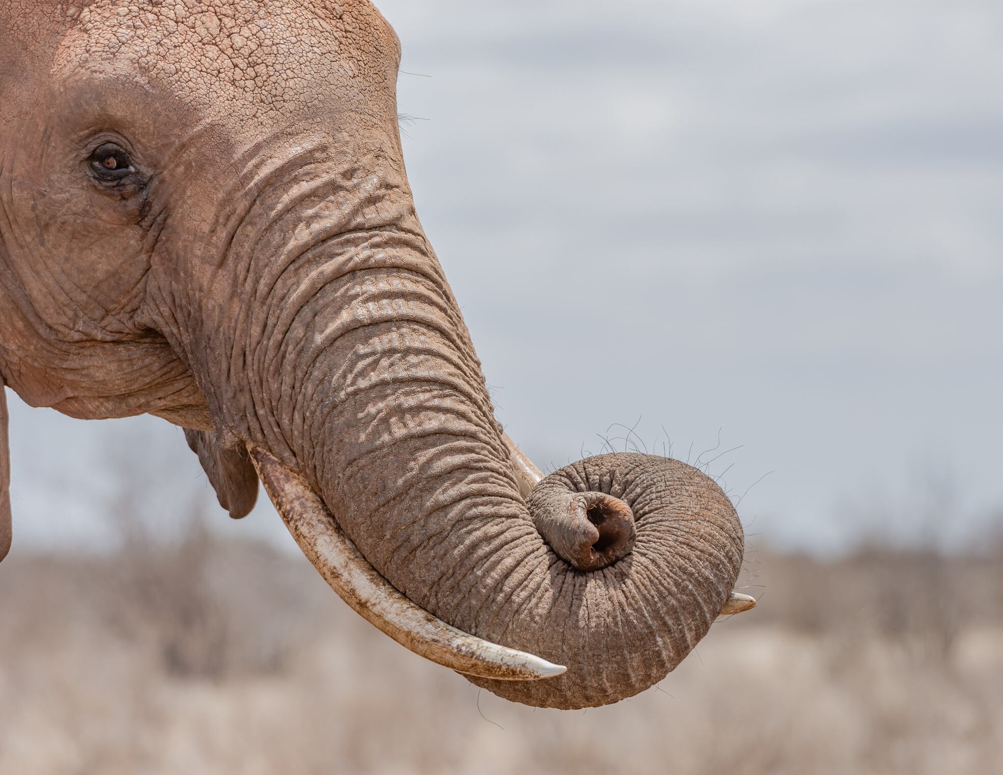 Un elefante mató el pasado domingo 10 de marzo al biólogo colombiano Sebastián Ramírez Amaya en el Parque Nacional de Kibale