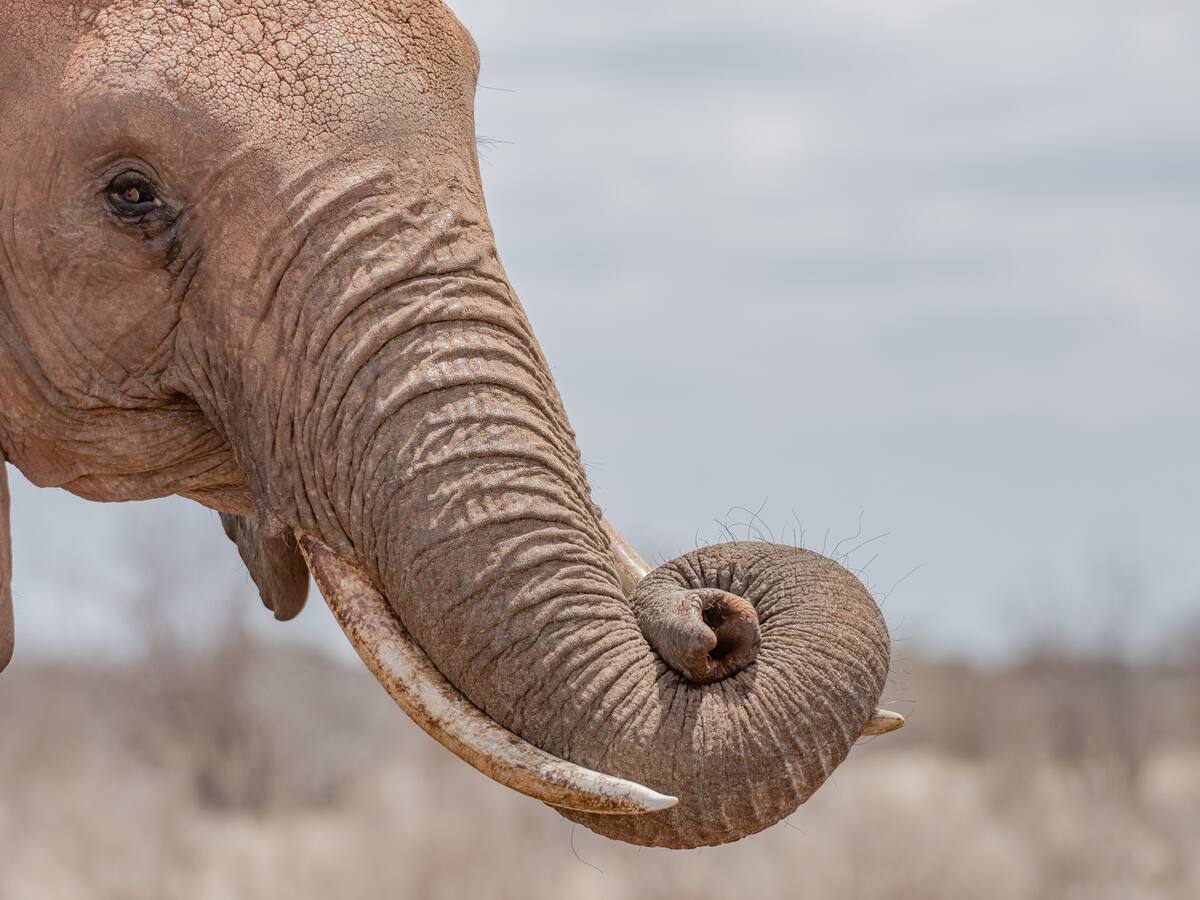 Un elefante mató a un biólogo colombiano en un parque nacional de Uganda