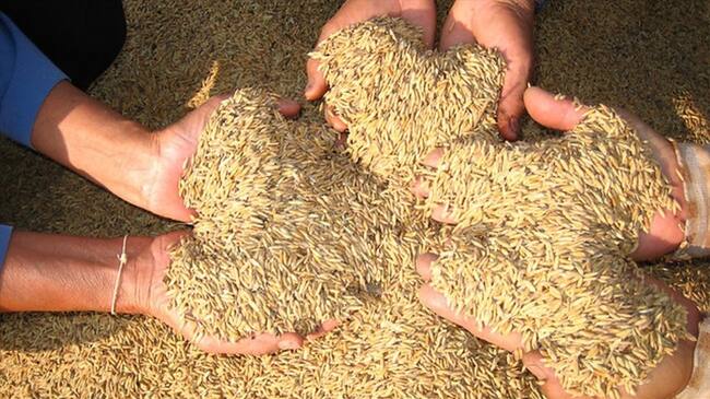 Minagricultura confirmó que Colombia exportará arroz a Ecuador. Foto: Colprensa