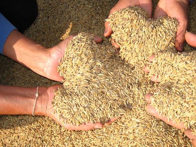 Minagricultura confirmó que Colombia exportará arroz a Ecuador. Foto: Colprensa
