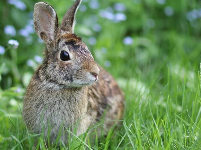 La Dra. Magnolia Martínez habló en Sigue la W sobre los testeos que realizan algunas empresas en animales para crear sus productos. . Foto: Getty Images