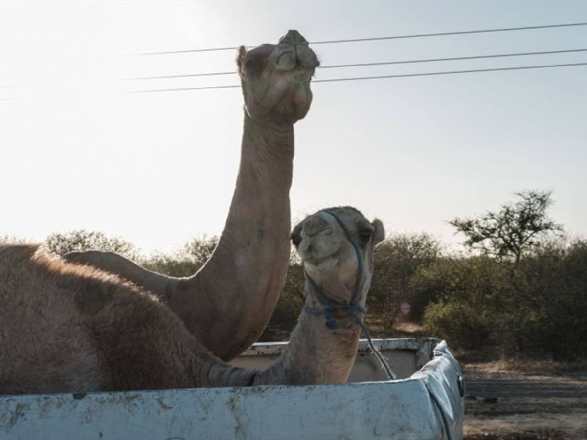 ¿Por qué tantos colombianos buscaron en Google cuántos camellos valdrían?