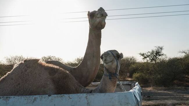 Google ya publicó el listado con los términos de búsqueda más utilizados durante este 2020 . Foto: Getty Images