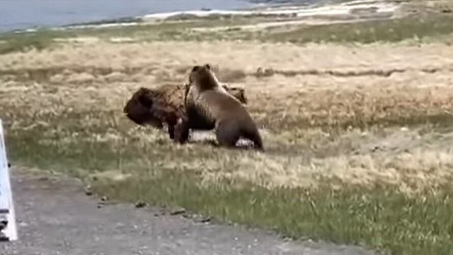 Batalla entre oso grizzly y bisonte en Yellowstone quedó registrada en video. Foto: Captura de pantalla