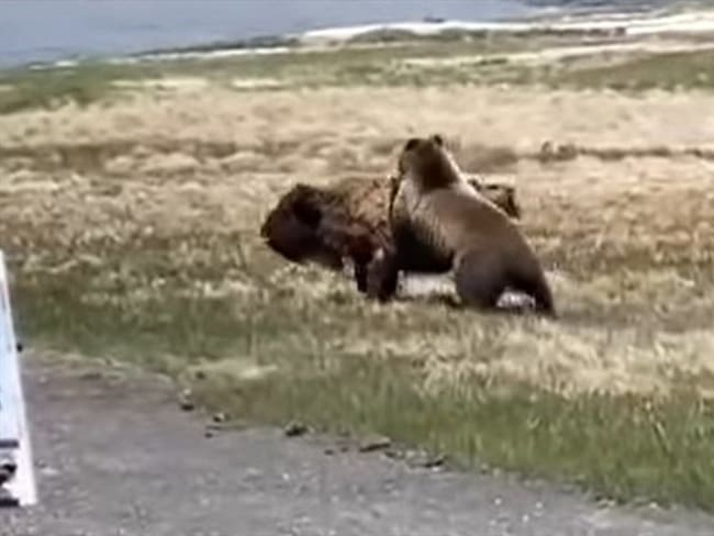 Batalla entre oso grizzly y bisonte en Yellowstone quedó registrada en video. Foto: Captura de pantalla