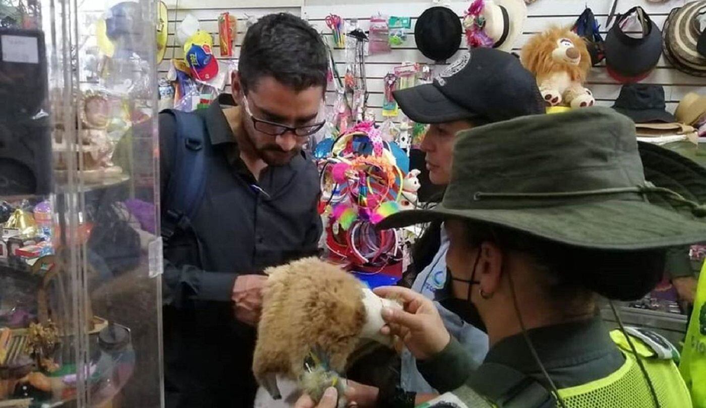 Incautaron manufacturas de animales en un local comercial de Manizales. Crédito: Corpocaldas.