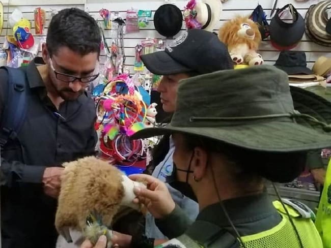Incautaron manufacturas de animales en un local comercial de Manizales. Crédito: Corpocaldas.