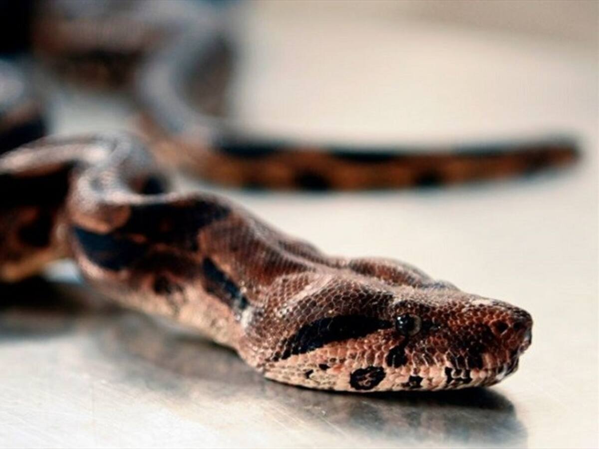 Hombre llevó una serpiente en su cuello en lugar de un tapabocas