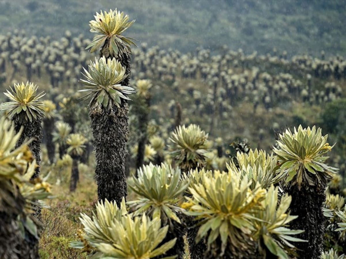 La crítica situación que afrontan los frailejones en Colombia
