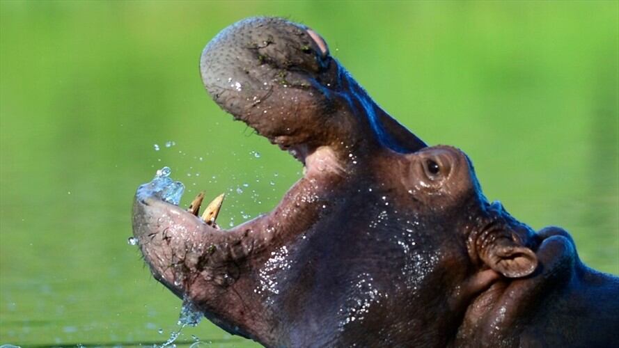 Un hipopótamo de Pablo Escobar es visto en la Hacienda Nápoles. Foto: Getty Images/RAUL ARBOLEDA