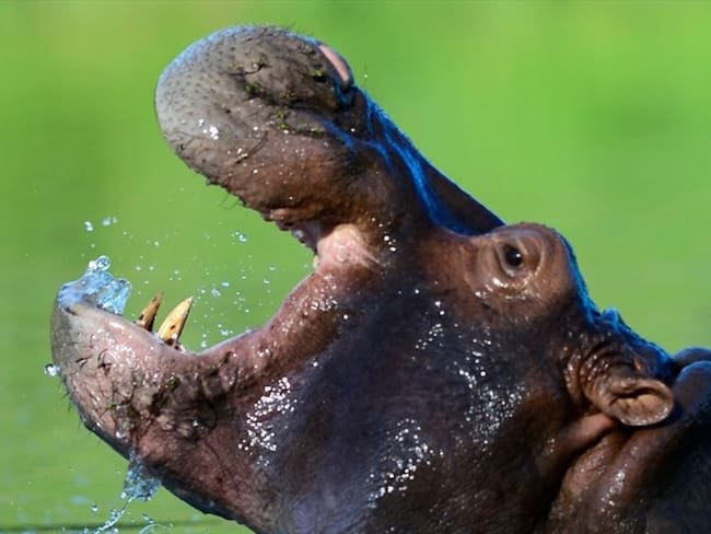 Un hipopótamo de Pablo Escobar es visto en la Hacienda Nápoles. Foto: Getty Images/RAUL ARBOLEDA