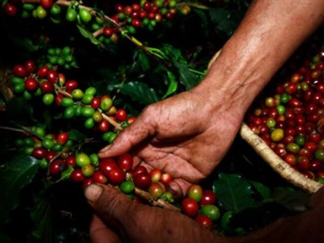 Gobierno respaldará a los caficultores con $28.800 millones