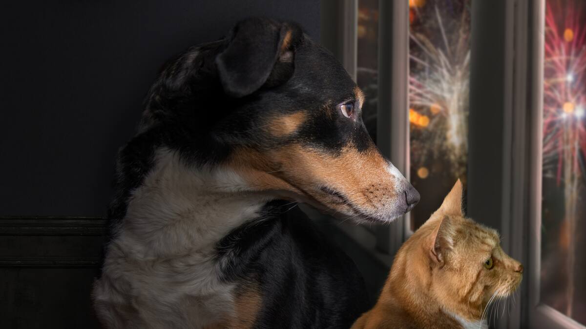 Pólvora insonora: el proyecto de ley que busca proteger los animales