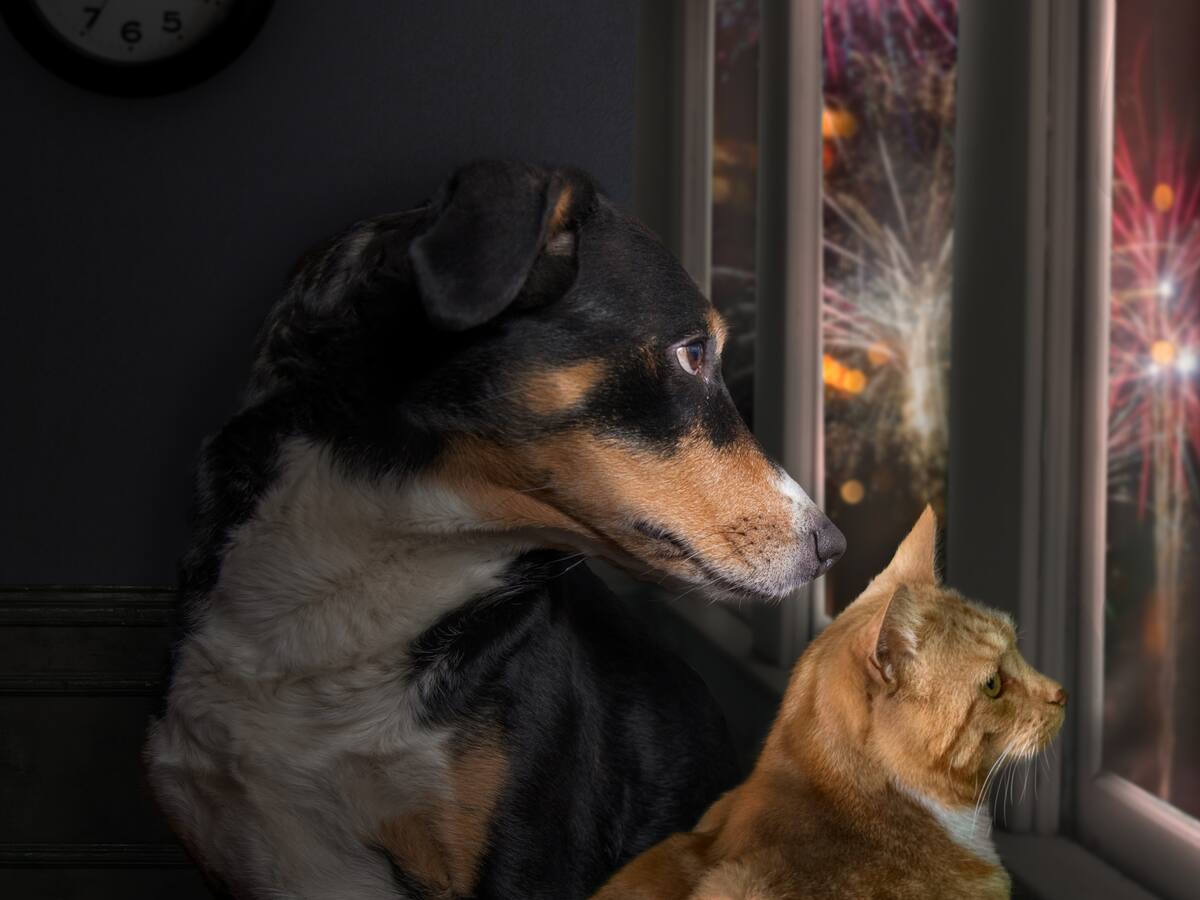 Pólvora insonora: el proyecto de ley que busca proteger los animales