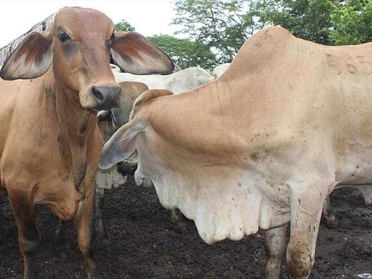 Colombia recuperó mercado de exportación de carne a Rusia