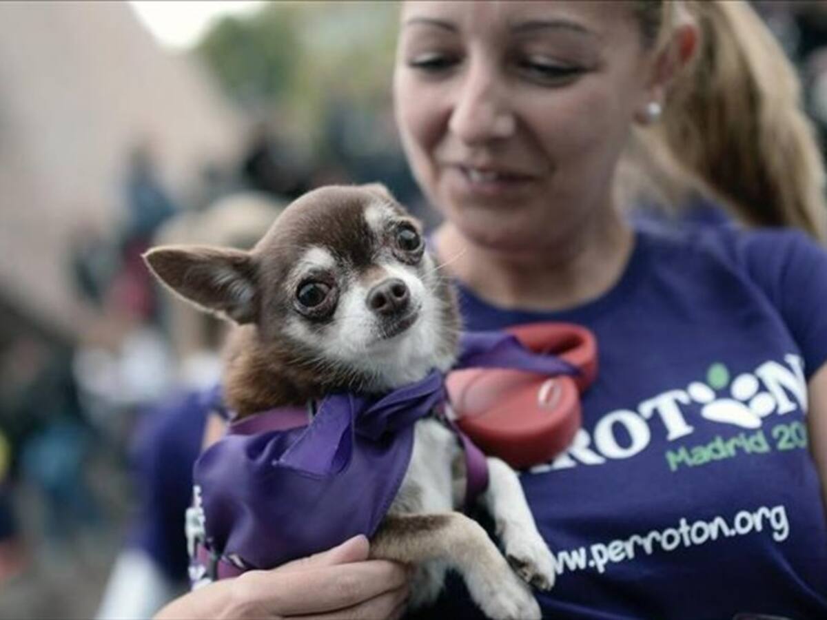 España aprobó que los animales sean considerados seres vivos y no cosas