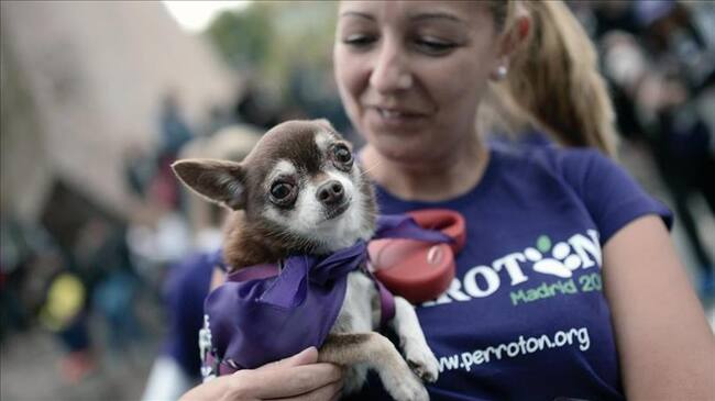 Un perro es visto junto con su dueña durante la cuarta edición de 'Perrotón', una carrera realizada en Madrid para llamar la atención sobre los derechos de los animales. Foto: (Burak Akbulut - Agencia Anadolu)