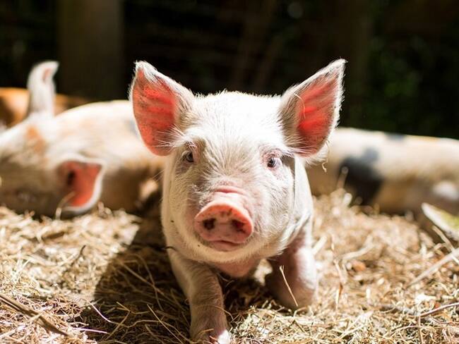 El instante en el que un cerdo mordió las nalgas de reconocida modelo. Foto: Getty Images