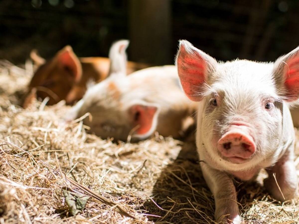 Logran restaurar la función de células y órganos en cerdos que están muertos