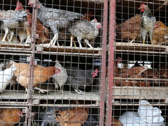 EEUU anuncia nuevas normas para productores orgánicos . Foto: Associated Press - AP