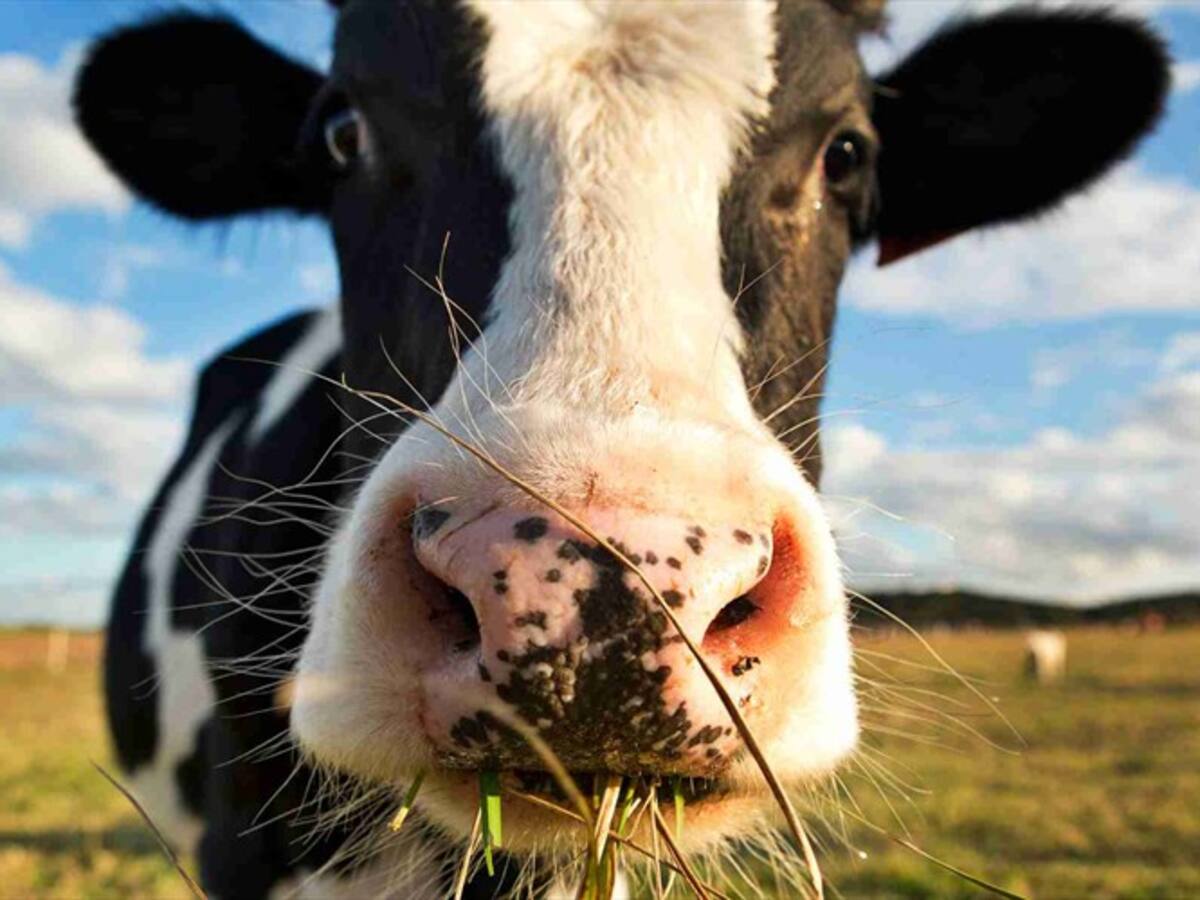 Investigadores españoles buscan remedio contra coronavirus en leche de vaca