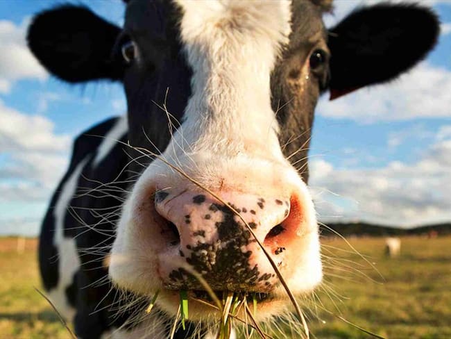 Investigadores españoles buscan remedio contra coronavirus en leche de vaca
