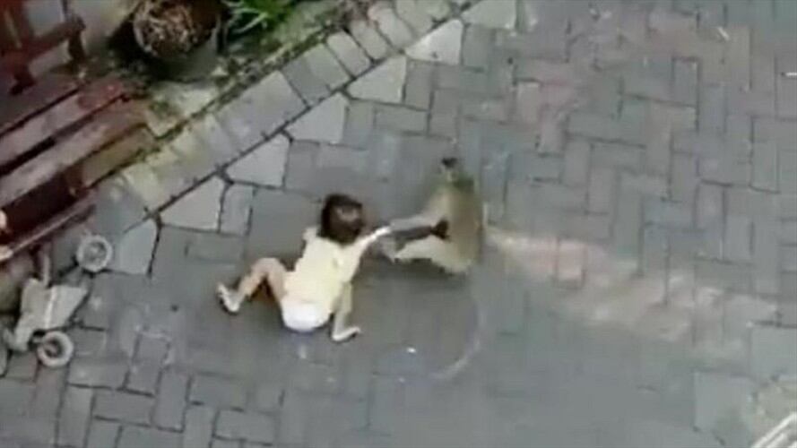 El impactante video que muestra cómo un mono secuestra a una niña. Foto: Captura de Pantalla