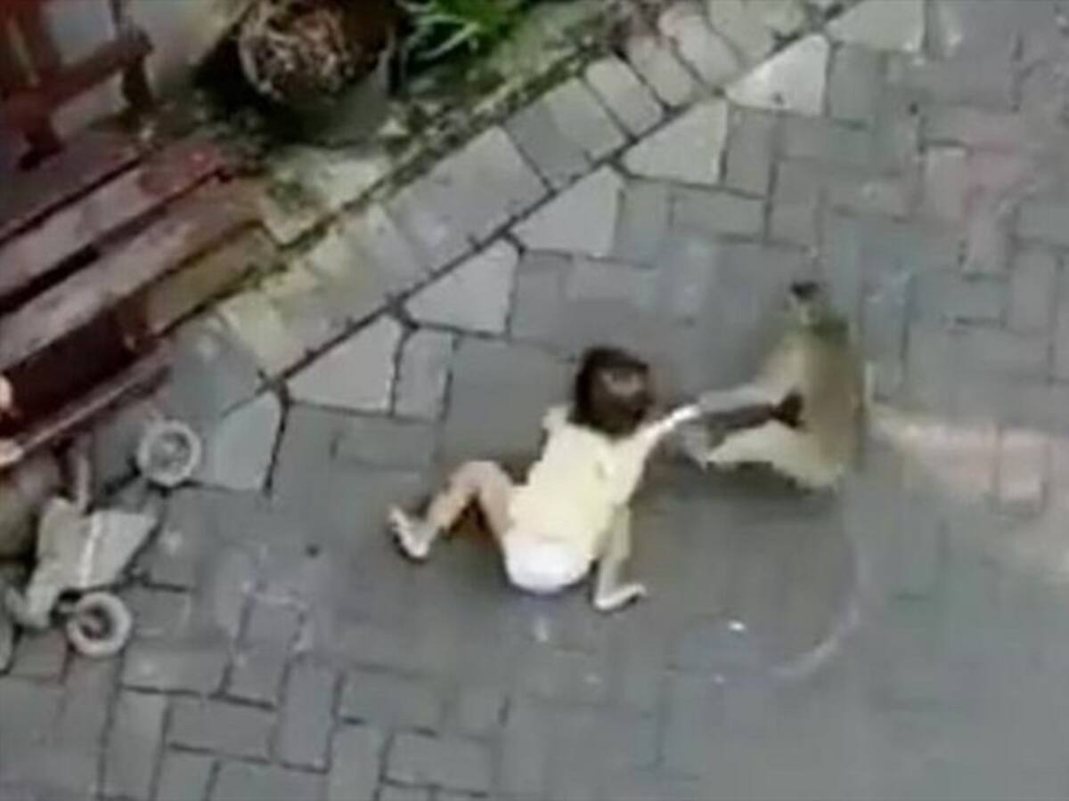 El impactante video que muestra cómo un mono intenta secuestrar a una niña