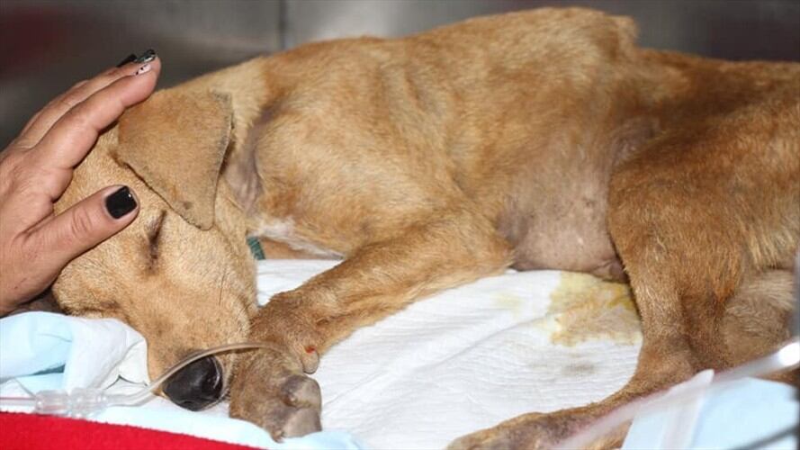 'Weichafe', cachorro de seis meses abusado. . Foto: Angie Lemos