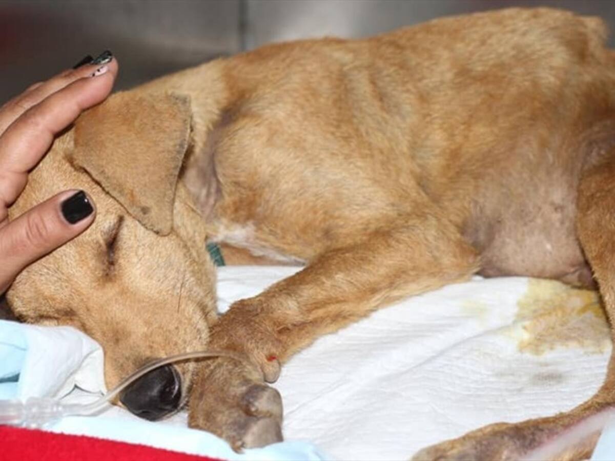 Falleció cachorro de seis meses que sufrió abuso sexual en Chile