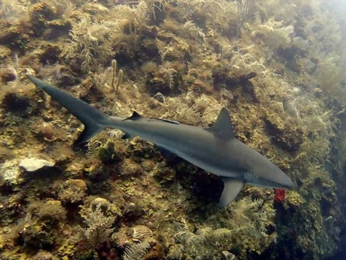 Un millón de corales para devolverle la vida al mar