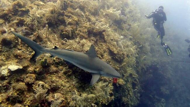 El programa 'Un millón de corales' es una iniciativa del Gobierno Nacional, de la cual hacen parte Parques Nacionales Naturales, corporaciones autónomas que tienen jurisdicción sobre áreas coralinas . Foto: Cortesía Corales de Paz