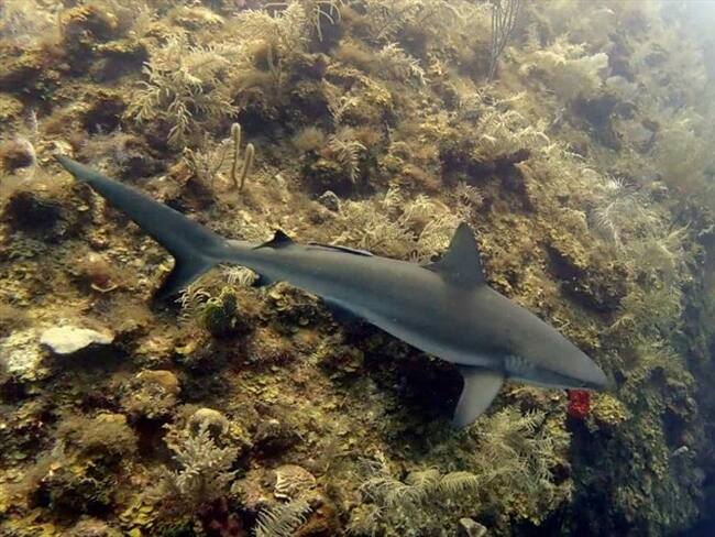 El programa 'Un millón de corales' es una iniciativa del Gobierno Nacional, de la cual hacen parte Parques Nacionales Naturales, corporaciones autónomas que tienen jurisdicción sobre áreas coralinas . Foto: Cortesía Corales de Paz