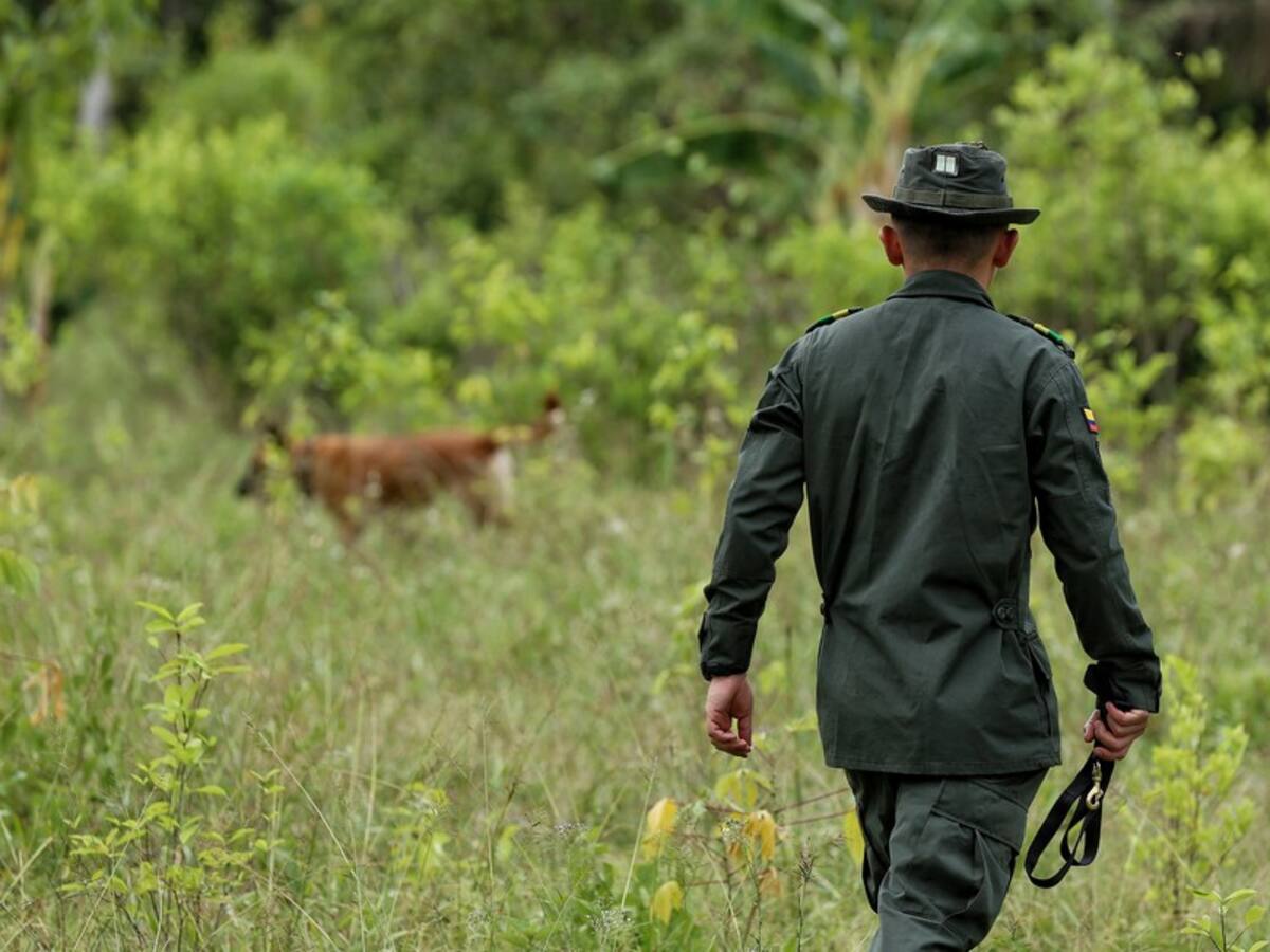 La Policía buscará erradicar 30.000 hectáreas de cultivos ilícitos en 2025