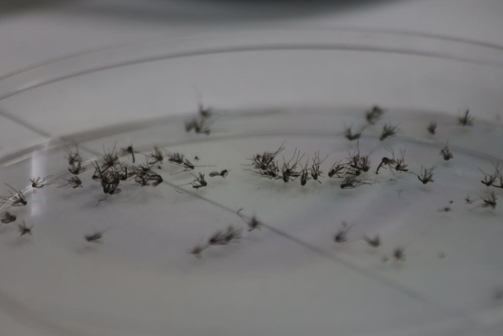 Mosquitos transmisores del dengue | Photo by Alex Pena/Anadolu via Getty Images