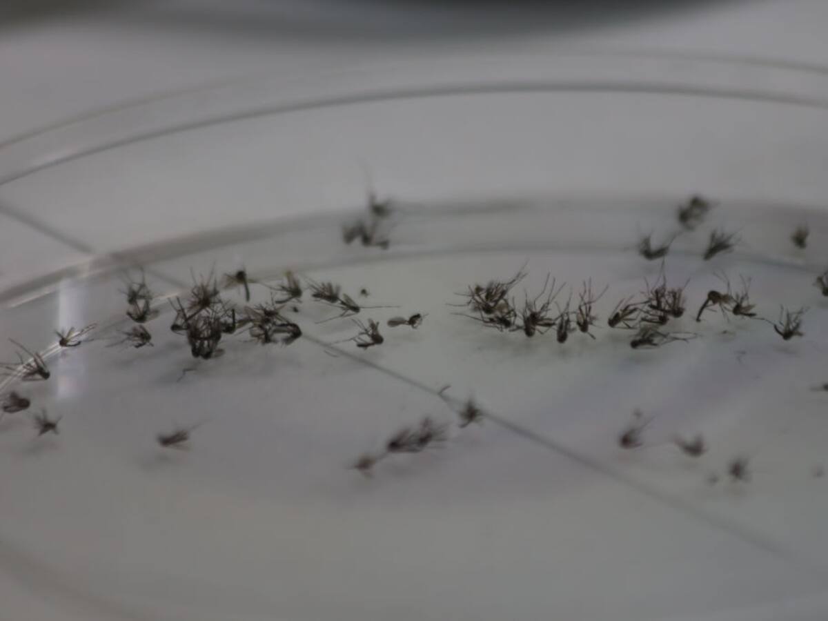 El Salvador reporta 383 casos confirmados de dengue y cuatro menores fallecidos