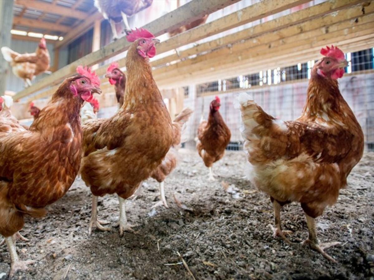 Colombia es país libre de Newcastle, enfermedad que afectaba al sector avícola