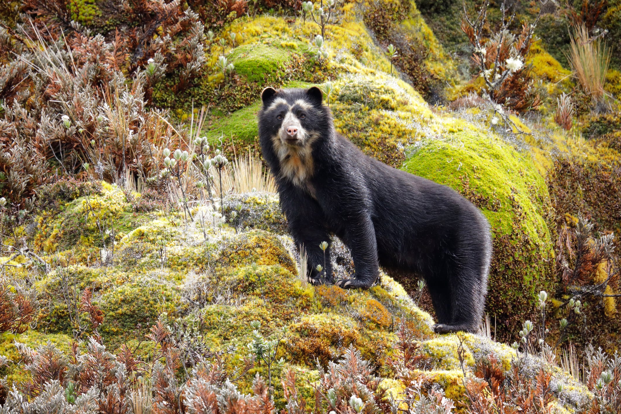 Oso de anteojos. Foto: Getty Images.