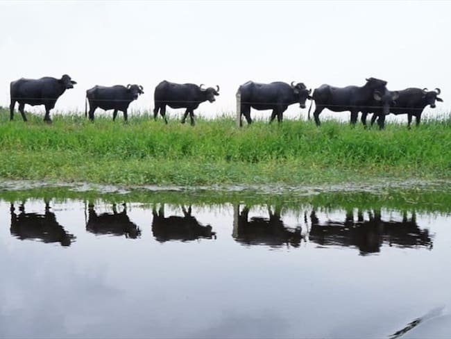 Ante la emergencia en La Mojana sucreña se han elevado varios interrogantes sobre el papel que ha desarrollado el Fondo Adaptación. Foto: Colprensa / ARCHIVO