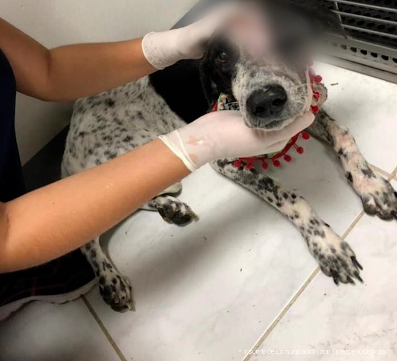 Sparky, perro de compañía. Foto: Suministrada