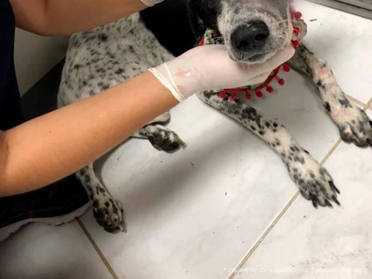 Mujer habría pagado para que mataran a su animal de compañía